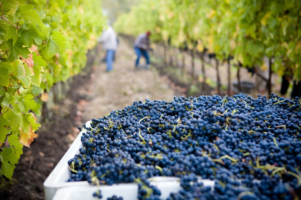 red grapes being collected at a vineyard to show what balsamic vinegar is made from 