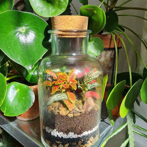 Sweet jar terrarium