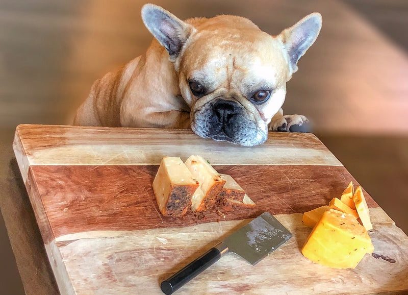 can we give cheese to dogs