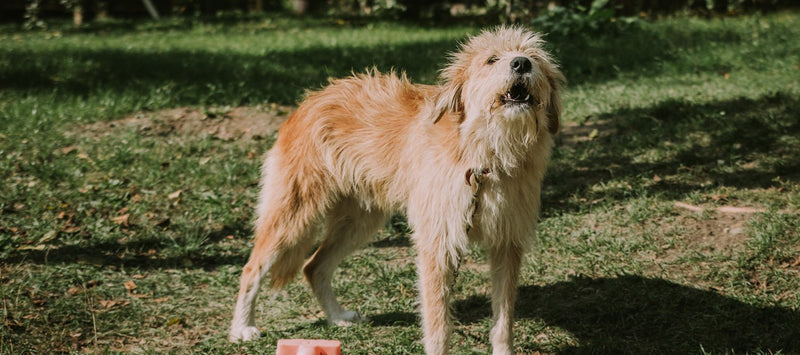 what to do if dog barks at you