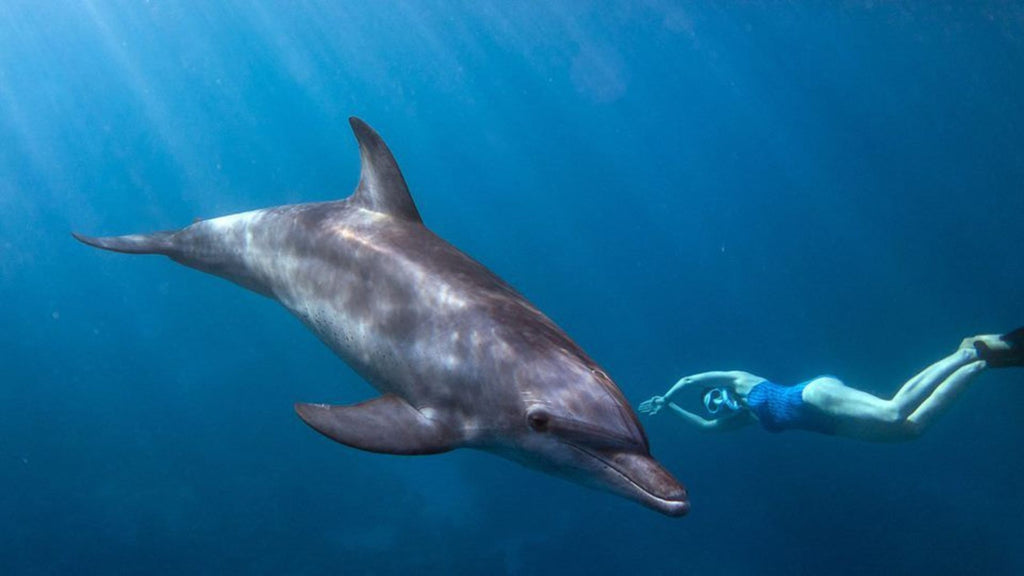 Emma Farrell - Freediving with a dolphin