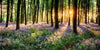 Acrylglasbild Bluehender Wald Bei Sonnenaufgang Querformat Crop