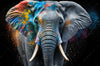 Acrylglasbild Bunter Elefant Panorama Crop