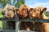 Acrylglasbild Drei Schottische Rinder Panorama Crop