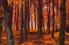 Acrylglasbild Herbstwald Schmal Crop