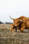 Acrylglasbild Highlander Familie Hochformat Crop