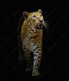 Acrylglasbild Leopard In Der Dunkelheit Schmal Crop
