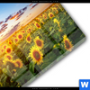 Acrylglasbild Leuchtend Gelbe Sonnenblumen Am Abend Quadrat Materialbild