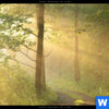 Acrylglasbild Morgenspaziergang Im Nebeligem Wald Panorama Zoom