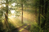 Acrylglasbild Morgenspaziergang Im Nebeligem Wald Rund Crop