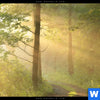 Acrylglasbild Morgenspaziergang Im Nebeligem Wald Rund Zoom