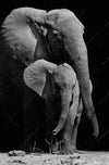 Acrylglasbild Mutter Baby Elefant Schmal Crop
