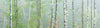 Acrylglasbild Nebliger Birkenwald Panorama Crop