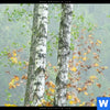Acrylglasbild Nebliger Birkenwald Panorama Zoom