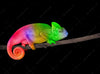 Acrylglasbild Regenbogen Chamaeleon Querformat Crop