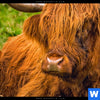 Acrylglasbild Rind In Den Schottischen Highlands Hochformat Zoom