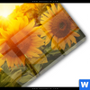 Acrylglasbild Sonnenblumen Im Abendlicht Quadrat Materialbild