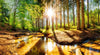 Acrylglasbild Sonniger Wald Panorama Crop