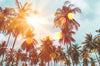 Acrylglasbild Tropische Palmen Panorama Crop