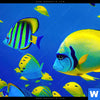 Acrylglasbild Tropische Unterwasserwelt Quadrat Zoom