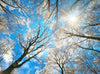 Acrylglasbild Wald Im Winter Panorama Crop