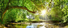 Acrylglasbild Wald Mit Bach Bei Sonnenschein Panorama Crop