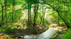 Acrylglasbild Wald Mit Bach Schmal Crop