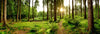Acrylglasbild Wald Mit Sonnenstrahlen No 2 Rund Crop