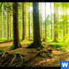 Acrylglasbild Wald Mit Sonnenstrahlen Panorama Zoom
