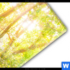 Acrylglasbild Wald Wasserfall No 1 Schmal Materialbild
