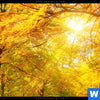 Acrylglasbild Waldlandschaft Im Herbst Panorama Zoom