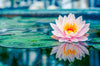 Bild Edelstahloptik Lotusblume Querformat Crop