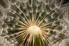 Bild Edelstahloptik Pusteblume No 11 Rund Crop