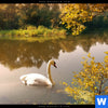 Bild Edelstahloptik Schwan Im Teich Quadrat Zoom