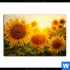 Bild Edelstahloptik Sonnenblumen Im Abendlicht Querformat Motivvorschau