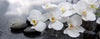 Bild Edelstahloptik Weisse Orchideen Panorama Crop