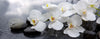 Bild Edelstahloptik Weisse Orchideen Rund Crop