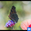 Leinwandbild Blumenwiese Mit Schmetterlingen Querformat Zoom