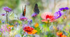 Leinwandbild Blumenwiese Mit Schmetterlingen Schmal Crop