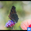 Leinwandbild Blumenwiese Mit Schmetterlingen Schmal Zoom