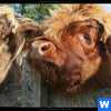 Leinwandbild Drei Schottische Rinder Panorama Zoom