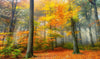 Leinwandbild Herbstfarben Im Nebligen Wald Hochformat Crop