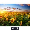 Leinwandbild Leuchtend Gelben Sonnenblumen Am Abend Querformat Motivorschau Seitenverhaeltnis 4 3
