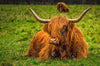 Leinwandbild Rind In Den Schottischen Highlands Quadrat Crop