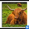 Leinwandbild Rind In Den Schottischen Highlands Quadrat Motivvorschau