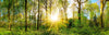 Leinwandbild Sonnenlicht Im Wald Hochformat Crop