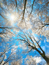 Leinwandbild Wald Im Winter Schmal Crop