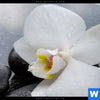 Leinwandbild Weisse Orchideen Quadrat Zoom