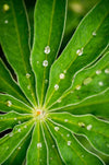 Leuchtbild Blatt Mit Wassertropfen Schmal Crop