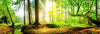 Leuchtbild Idyllischer Wald Bei Sonnenaufgang Querformat Crop